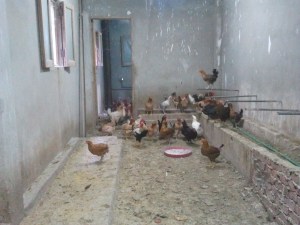 Sister Mariem's chickens