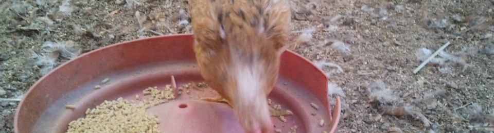 One of Mariem's chickens