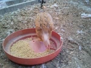 One of Mariem's chickens