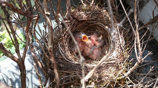 Blackbirds 2 days old and hungry!